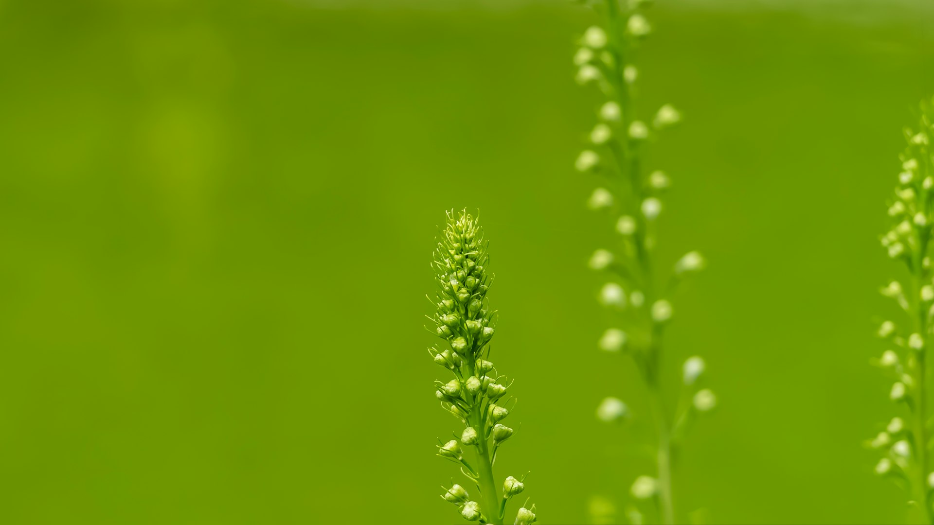 close-up of a plant